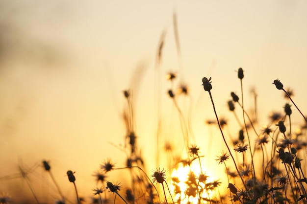 Sunset orange light with grass on the side of the road.