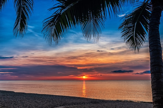 Sunset and palms - nature background.