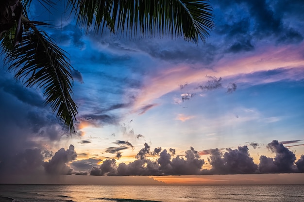 Sunset and palms - nature background.