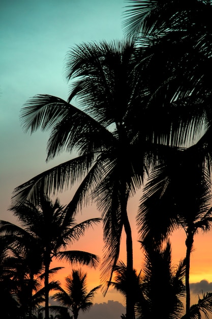 Sunset and Palms