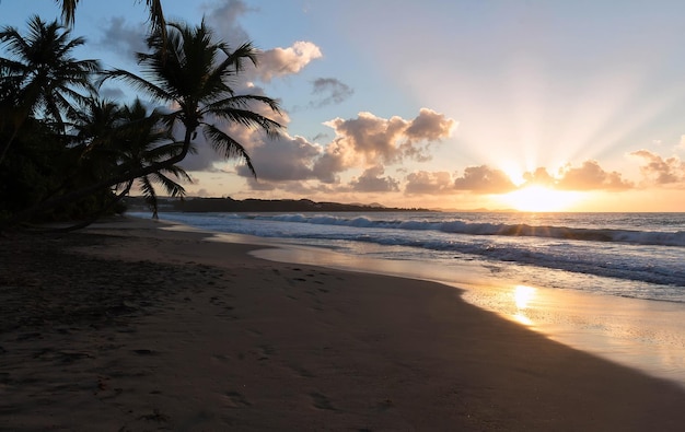 Sunset paradise beach and palm trees Martinique island