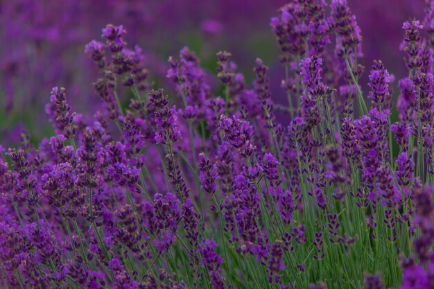 Sunset over a purple lavender field Lavender fields of Valensole Provence France Selective focus