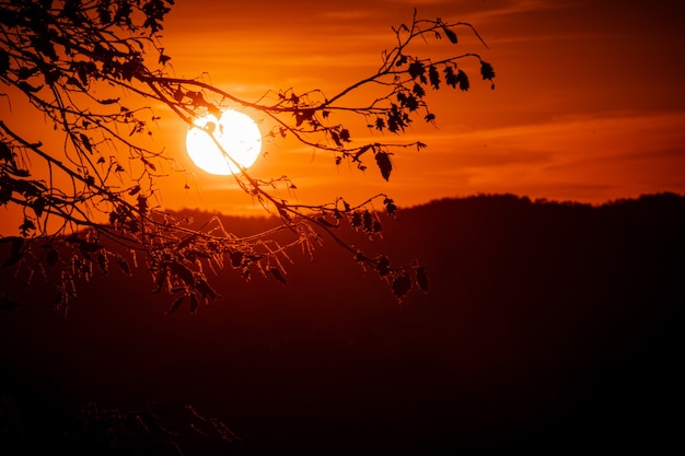 Sunset rays on a tree in monticelli brusati