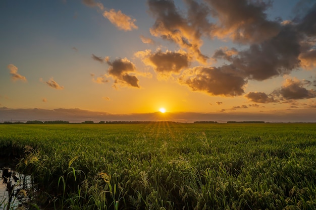 Sunset in a rice field of the "Albufera of Valencia" with clouds, Valencia, Spain.