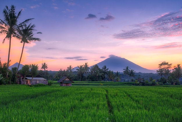 Sunset at the rice fields in bali