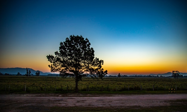 Sunset on the road with tree silhouette