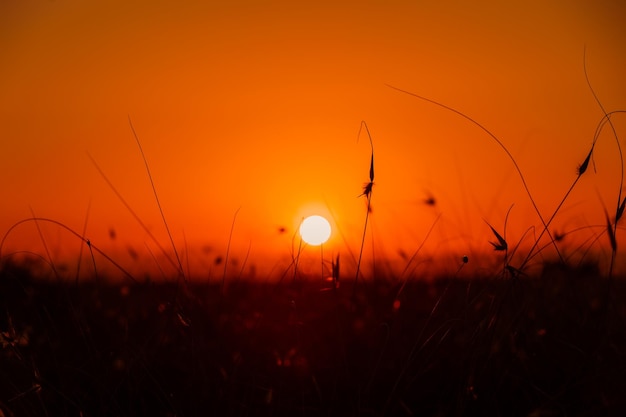 Sunset in Rural Area over the field Late Evening photo Shoot with Shallow Depth Of field