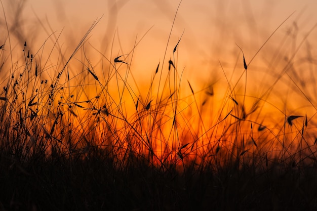 Sunset in Rural Area over the field Late Evening photo Shoot with Shallow Depth Of field