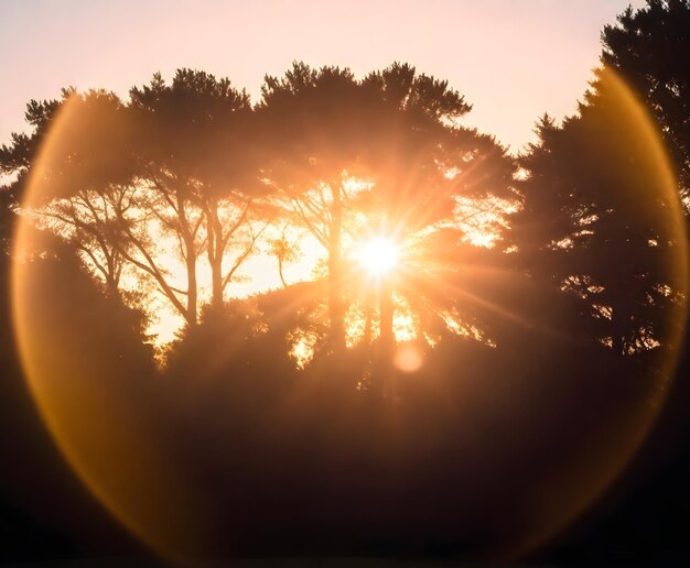 Sunset behind silhouette of trees with lens flare effect