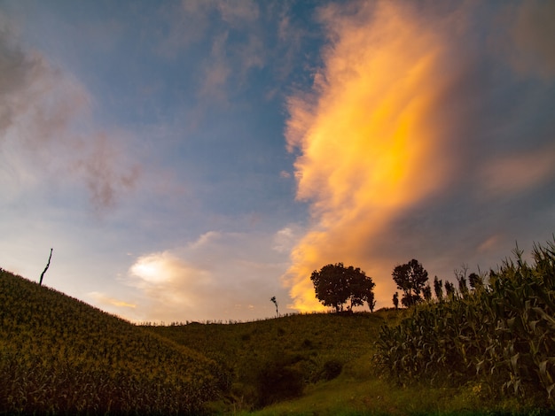 Photo sunset sky over the corn fields on the hill