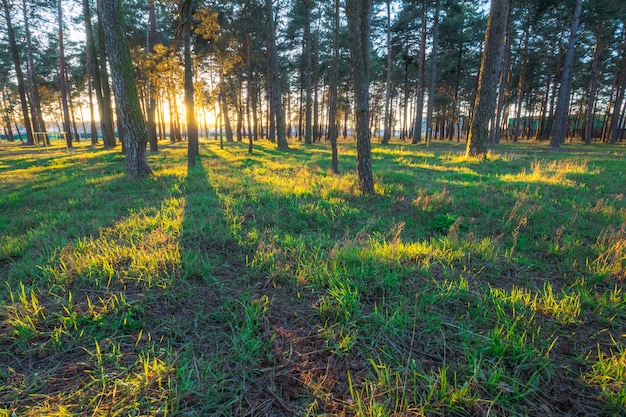 Sunset in the spring in the pine park of the city