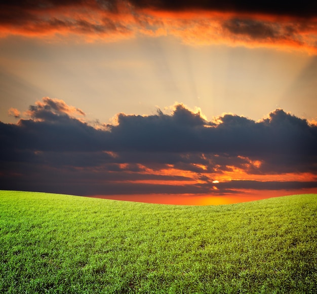 Sunset sun and field of green fresh grass under blue sky