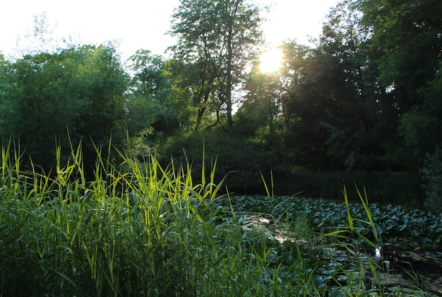 sunset sun view of the pond in the park