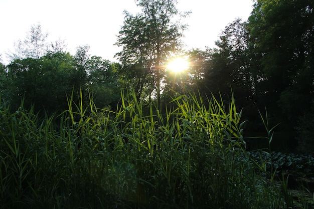 sunset sun view of the pond in the park