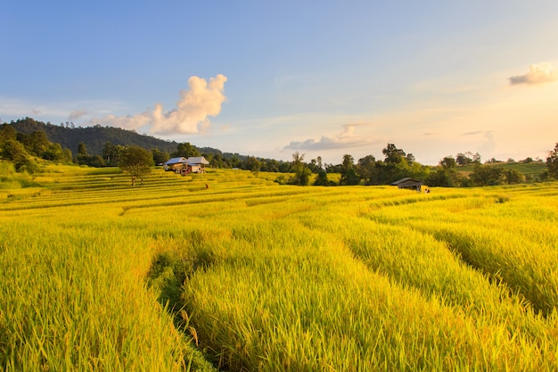 Sunset at Terraced Paddy Field in Mae-Jam Village , Chiang Mai Province , Thailand