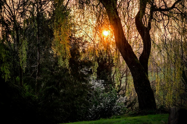 Sunset through the branches of a large tree in spring