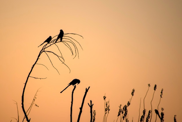 Sunset tree on the bird silhouette in nature