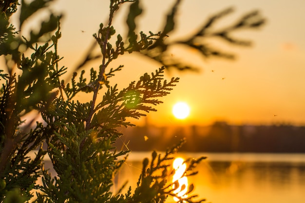 Sunset and tree branch closeup