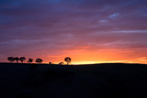 Sunset and Trees with cinematic Sky