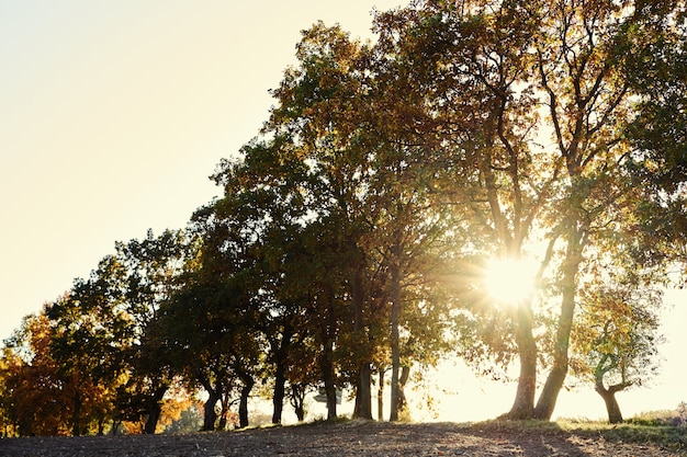 Sunset behind trees