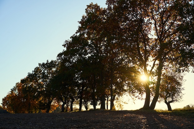 Sunset behind trees