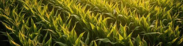 Sunset view of a corn field with a farmer standing in the middle taken from the sky