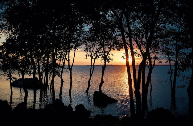 A sunset view of the ocean and trees