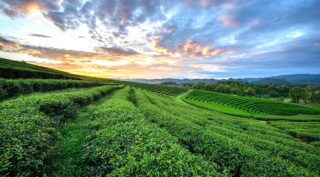 Sunset view of tea plantation landscape at Chiang rai, Thailand.