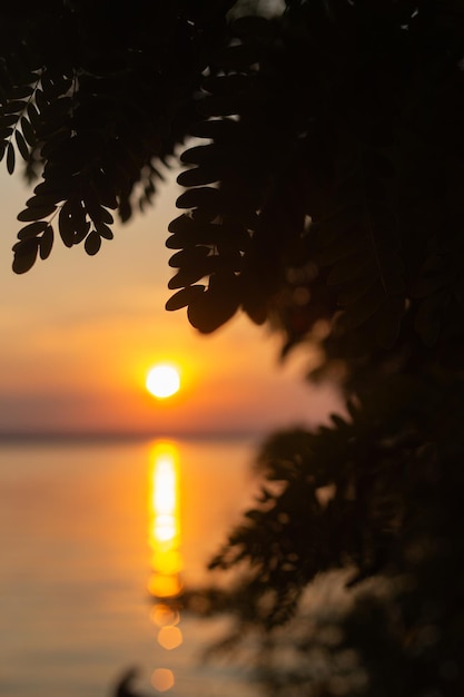 Photo a sunset view of a tree with a sunset in the background