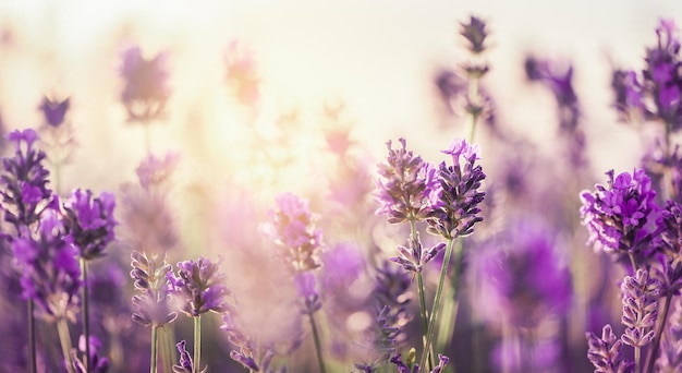 Sunset over a violet lavender field lavandula officinalis