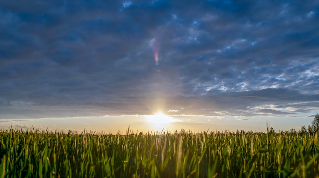 Sunset over wheat field blue sky and sun over the field