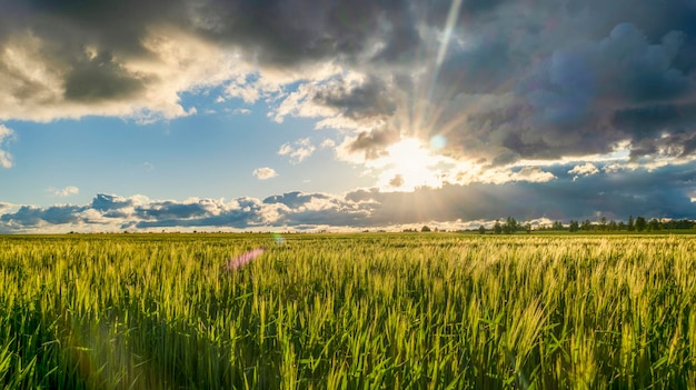 Sunset over wheat field blue sky and sun over the field