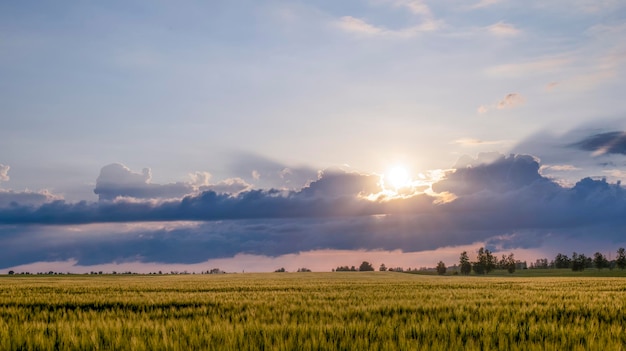 Sunset over wheat field blue sky and sun over the field