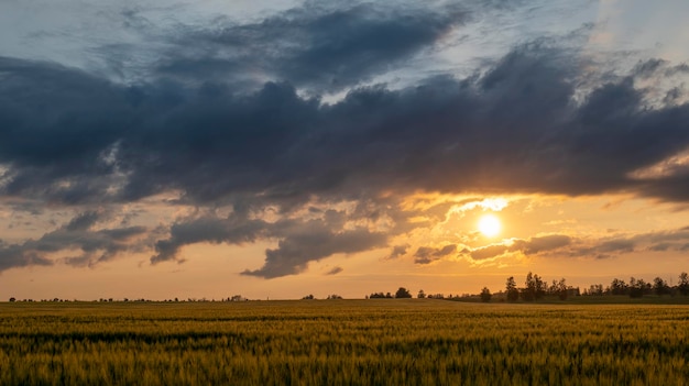 Sunset over wheat field blue sky and sun over the field