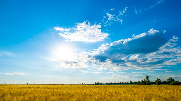 Sunset over wheat field blue sky and sun over the field