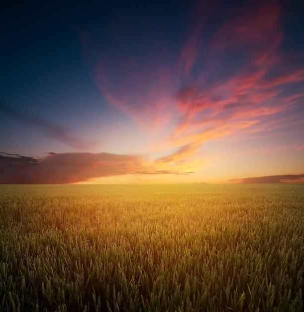 Sunset over the wheat field