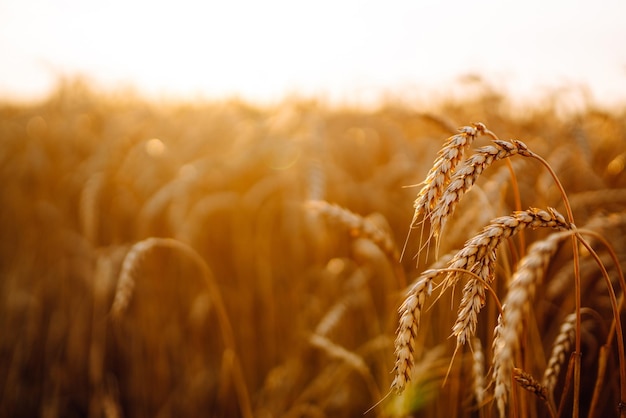 Sunset wheat golden field in the evening Growth nature harvest Agriculture farm