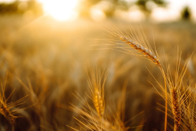 Sunset wheat golden field in the evening Growth nature harvest Agriculture farm