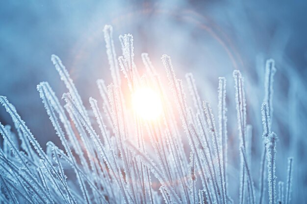 sunset in the winter forest / February sunset in the park, snow forest and sun, winter rest