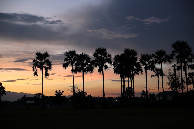 sunset with coconut trees