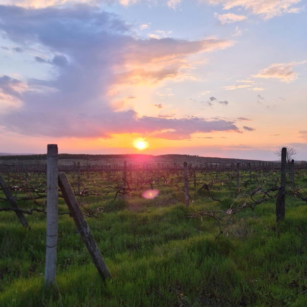 A sunset with a fence post and a sunset in the background.