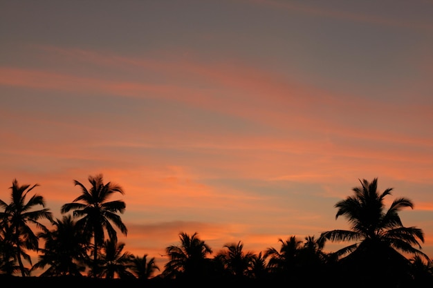 Sunset with palm tree in tropical country