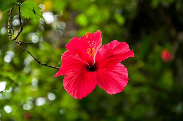 Sunshine fresh bloom big red flower desert rose hibiscus flower