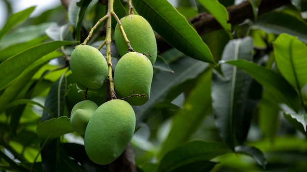 Sunshine mango tree ripe mango fruit