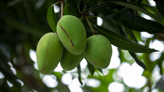 Sunshine mango tree ripe mango fruit