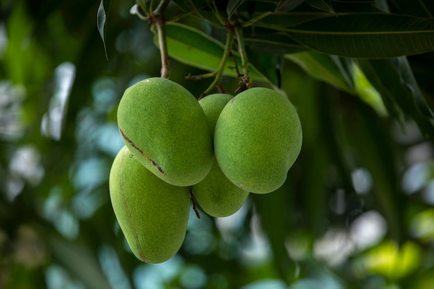 Sunshine mango tree ripe mango fruit