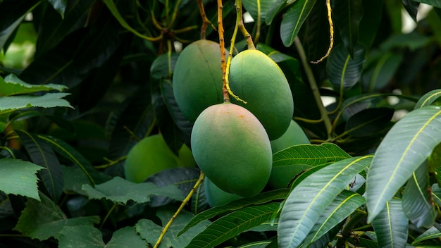 Sunshine mango tree ripe mango fruit