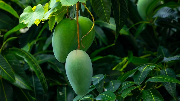 Sunshine mango tree ripe mango fruit