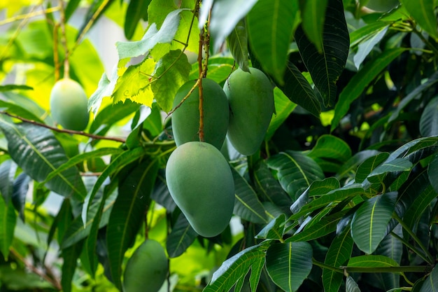 Sunshine mango tree ripe mango fruit