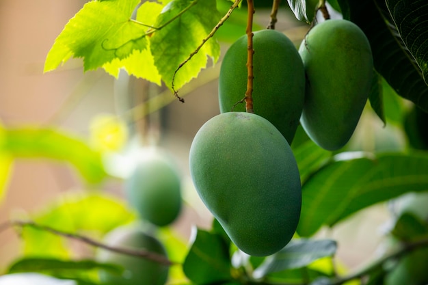 Sunshine mango tree ripe mango fruit